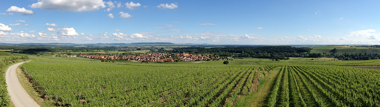 Weinberg mit Aussicht im Sommerach